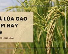 Giá Lúa Thị Trường Ngày Hôm Nay